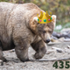 Image for article titled Bow Down to Holly, Your Fat Bear Week Champion of 2019